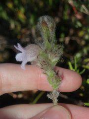 Hemiphora bartlingii