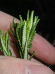 Hemiphora bartlingii