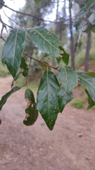 Quercus laurina