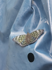 Dichorragia nesimachus