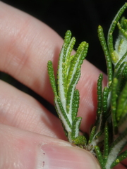 Hemiphora bartlingii