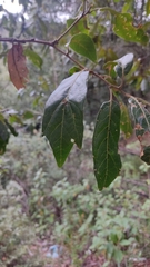 Quercus laurina