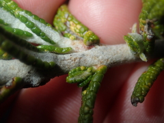 Hemiphora bartlingii