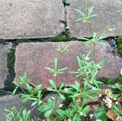 Mollugo verticillata