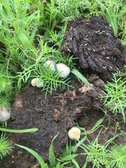 Panaeolus cyanescens