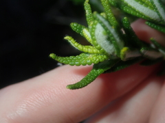 Hemiphora bartlingii