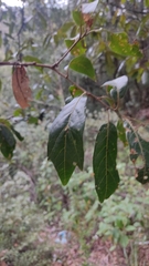 Quercus laurina