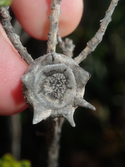 Melaleuca asterocarpa