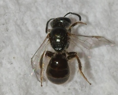 Lasioglossum illinoense