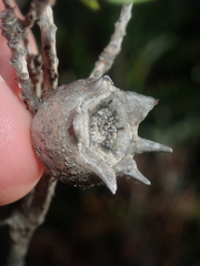 Melaleuca asterocarpa