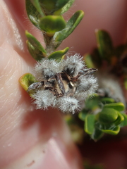 Melaleuca asterocarpa