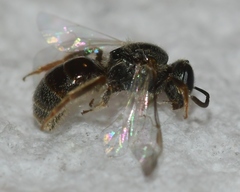 Lasioglossum illinoense