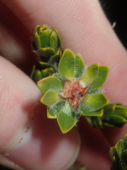 Melaleuca asterocarpa