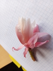 Disocactus phyllanthoides