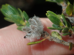 Melaleuca asterocarpa