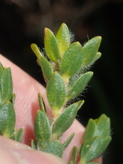 Melaleuca asterocarpa