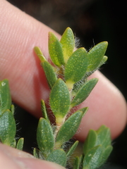 Melaleuca asterocarpa