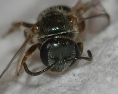 Lasioglossum illinoense