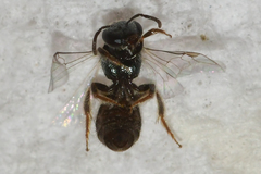 Lasioglossum illinoense