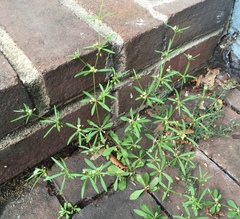 Mollugo verticillata