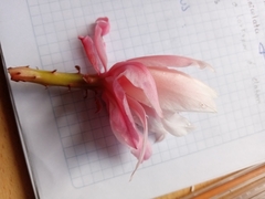 Disocactus phyllanthoides