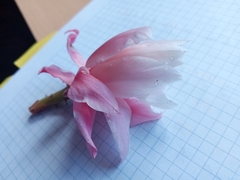 Disocactus phyllanthoides