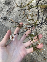 Lysinema pentapetalum