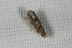 Scaphoideus opalinus