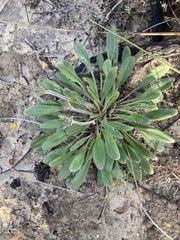 Stylidium pycnostachyum
