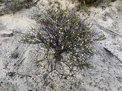 Lysinema pentapetalum