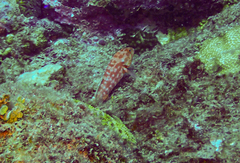 Epinephelus fasciatus
