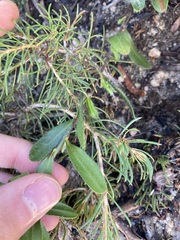 Hibbertia mylnei