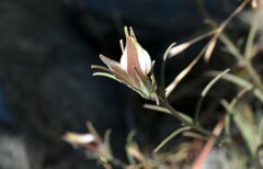 Cordylanthus tenuis