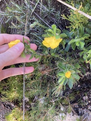 Hibbertia mylnei