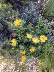 Hibbertia mylnei