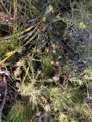 Leucopogon plumuliflorus