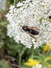 Dolichovespula arctica