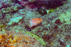 Epinephelus fasciatus