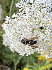 Dolichovespula arctica