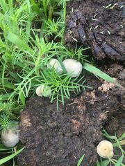 Panaeolus cyanescens