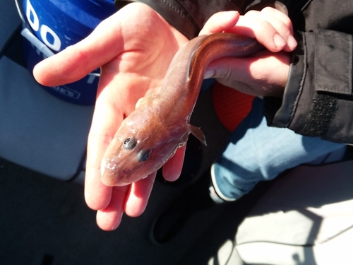 Wattled eelpout (Lycodes palearis) — Zoarcidae