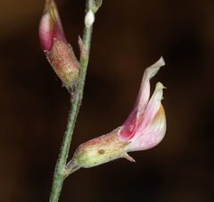 Astragalus inversus