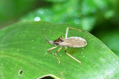 Lisarda rhypara