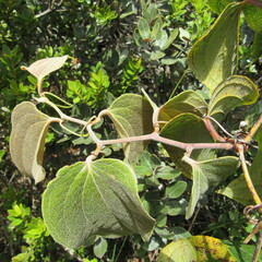 Smilax tomentosa