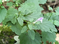 Scutellaria saxatilis