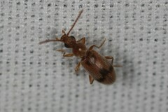 Notoxus desertus