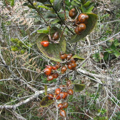 Smilax tomentosa