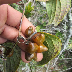 Smilax tomentosa