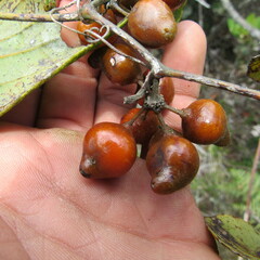 Smilax tomentosa