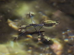 Aquarius chilensis